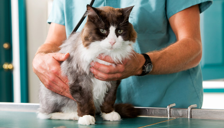 What To Look For In A Pet Clinic in Murrieta CA