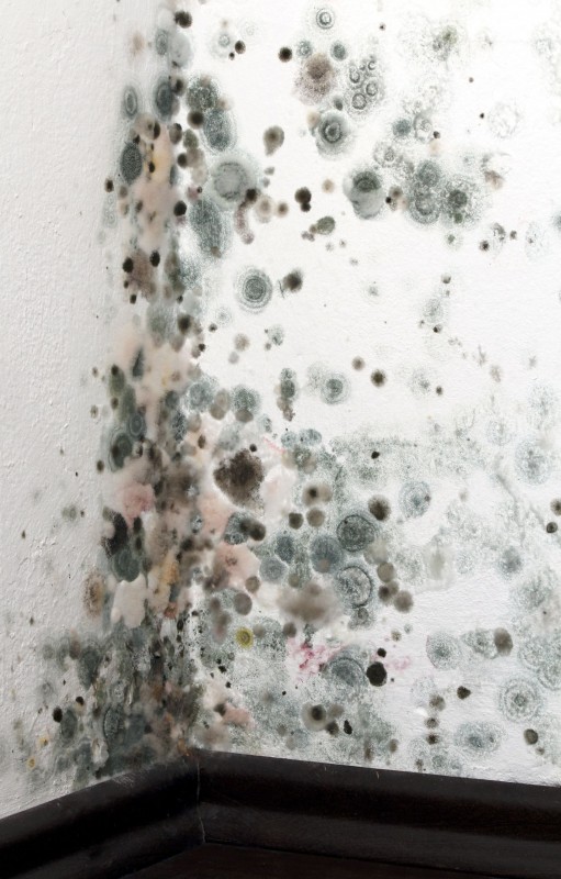 Why Mold Damage Should Be Handled By Educated and Experienced Professionals