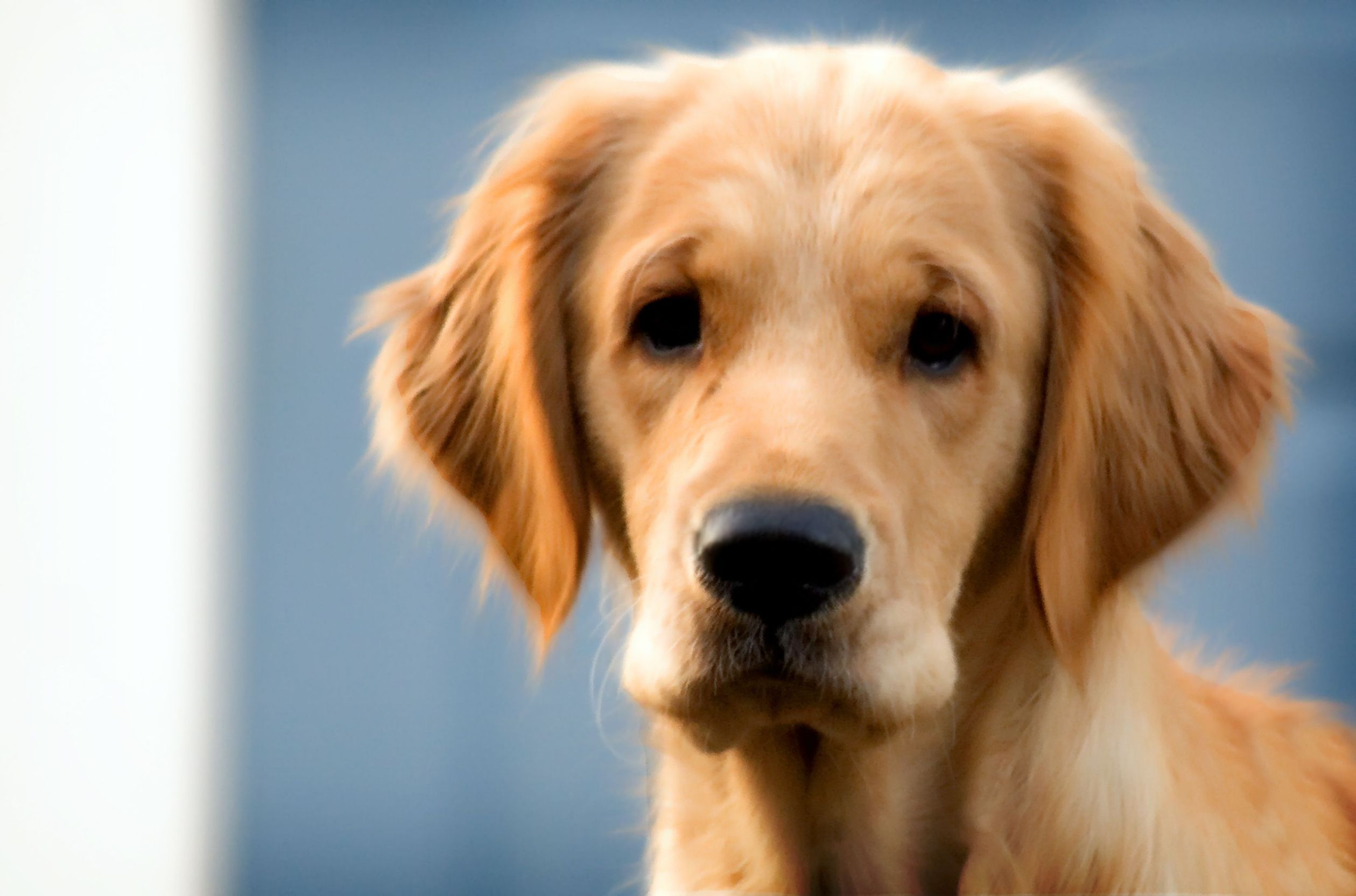 What Pet Owners Need to Know About Dog Boarding in Chicago