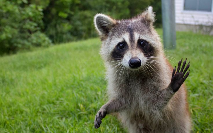 What to do About Raccoons