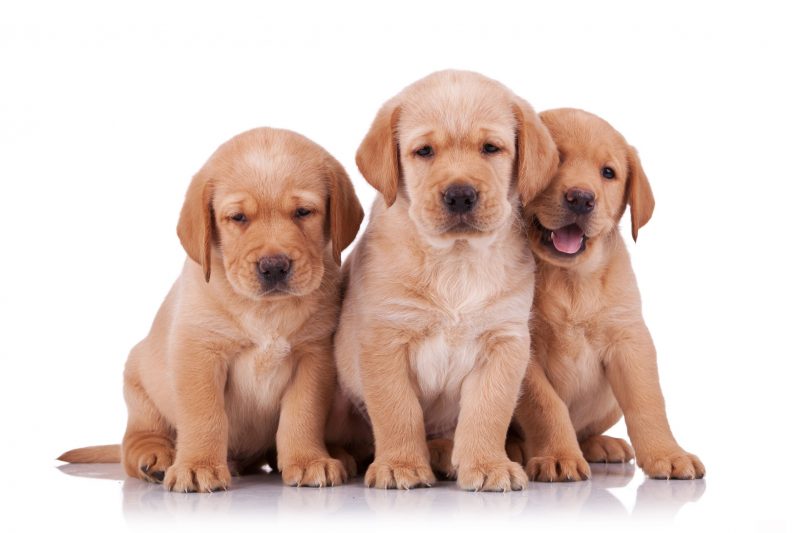 Benefits Of Puppy Training Classes In Chicago