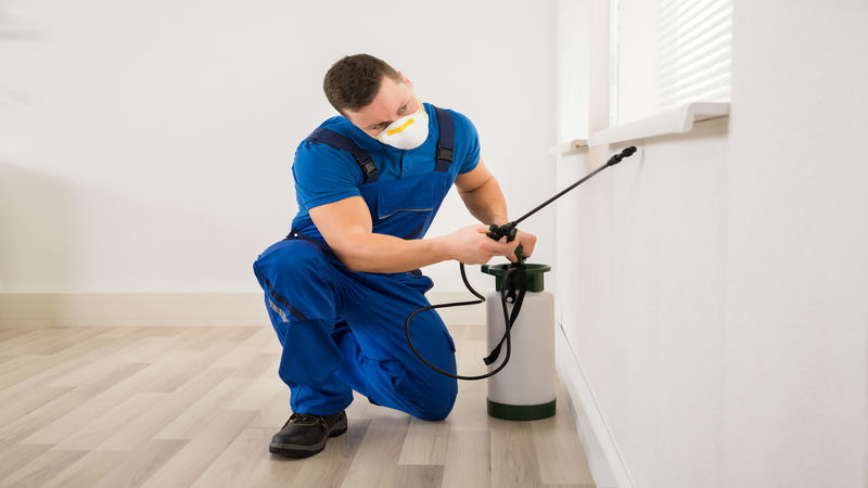 Using an Experienced Pest Control Company in Virginia Beach, VA, Is Best