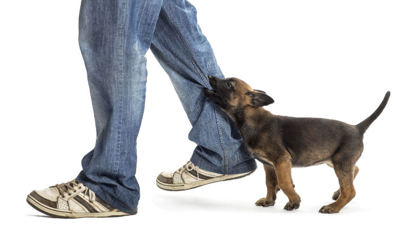 Transform Behavior with Aggression Training For Dogs in Santa Clara County CA Pet Owners Trust