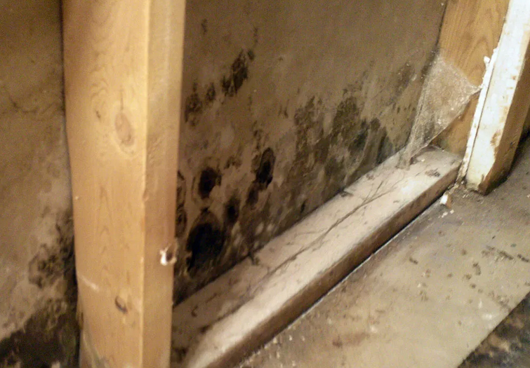 You Need Help with Mold Remediation in Aurora, CO