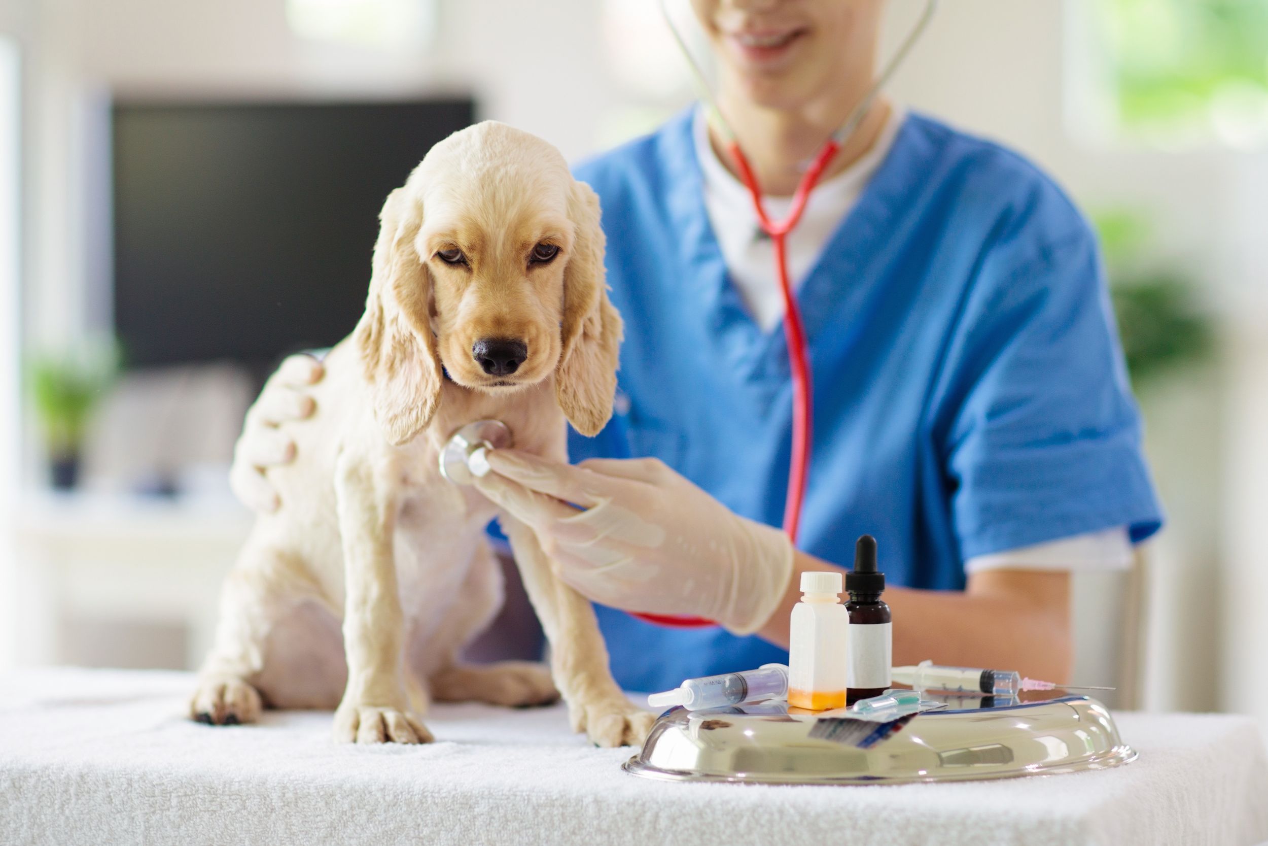 Give Your Pet the Best Care Possible with a Veterinarian in Riverside, CA