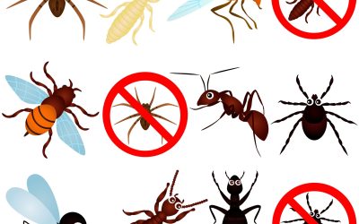 How a Pest Control Company in Rochester, MN, Safeguards Your Home