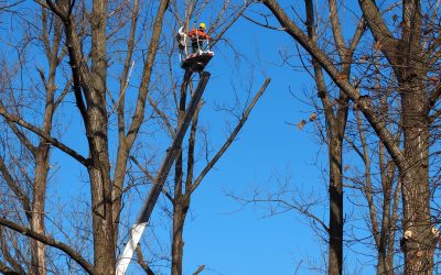 Working with a Tree-Cutting Service in Smyrna, GA