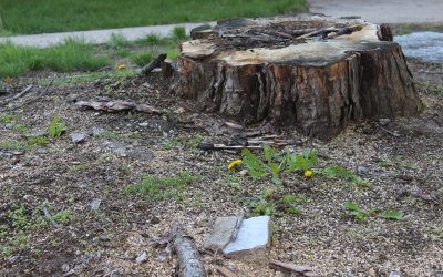 You Can Take Care of Stump Removal in Passaic County, NJ, Without Breaking The Bank