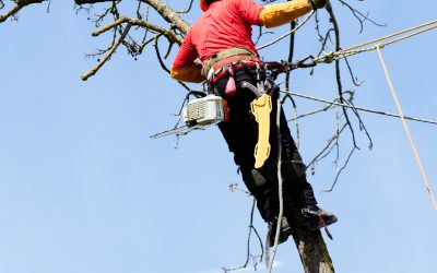 Tree removal Near Marietta, GA: Ensures Safety and aesthetics