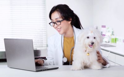 Quick Guide to Emergency Veterinary Hospitals Monmouth County NJ
