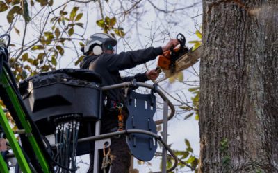 Prevent Property Damage with Professional Tree Pruning in Tinton Falls NJ for Homeowners