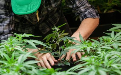 The Benefits Patients Gain from Using Marijuana Medicine Texas for Symptom Management