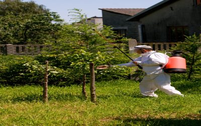 How an Arborist in Prescott, AZ, Can Help Protect Your Trees From Arizona Weather Hazards
