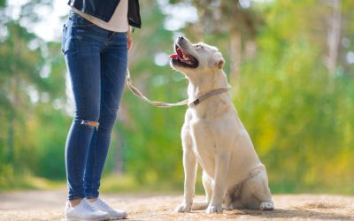 Building Stronger Bonds Using Dog Trainers Arlington TX and Positive Training Methods