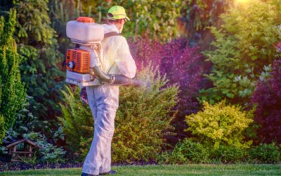 Protect Your Outdoor Spaces With Effective Flea Treatment For Lawn Prospect, KY Homeowners Need