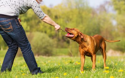 Essential Benefits of Choosing a Dog Trainer Orange County CA for Busy Pet Owners