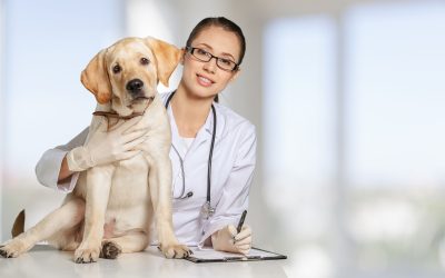 Find a Veterinarian Ripon WI Residents Trust for Compassionate Pet Care and Assistance
