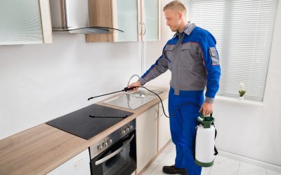 Effective home pest control solutions from professional pest exterminators St. Paul MN residents trust