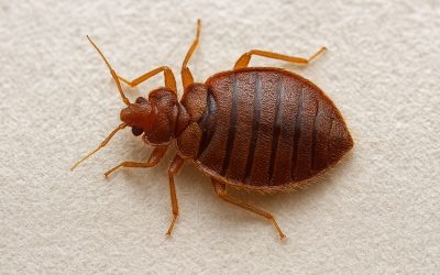 Safeguard Your Home with Bed Bugs Treatment Macquarie for Lasting Peace of Mind
