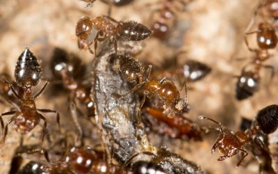 Prevent Infestations by Choosing Proven Carpenter Ant Control Fort Wayne IN Methods