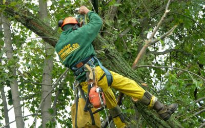 The Benefits of Hiring Tree Removal Apple Valley, Mn for Residential Landscapes