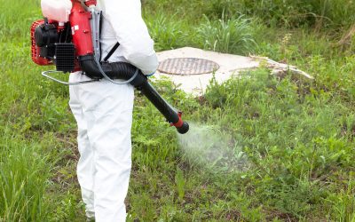 Protect Your Home With Reliable Exterior Pest Control Land O Lakes FL Solutions